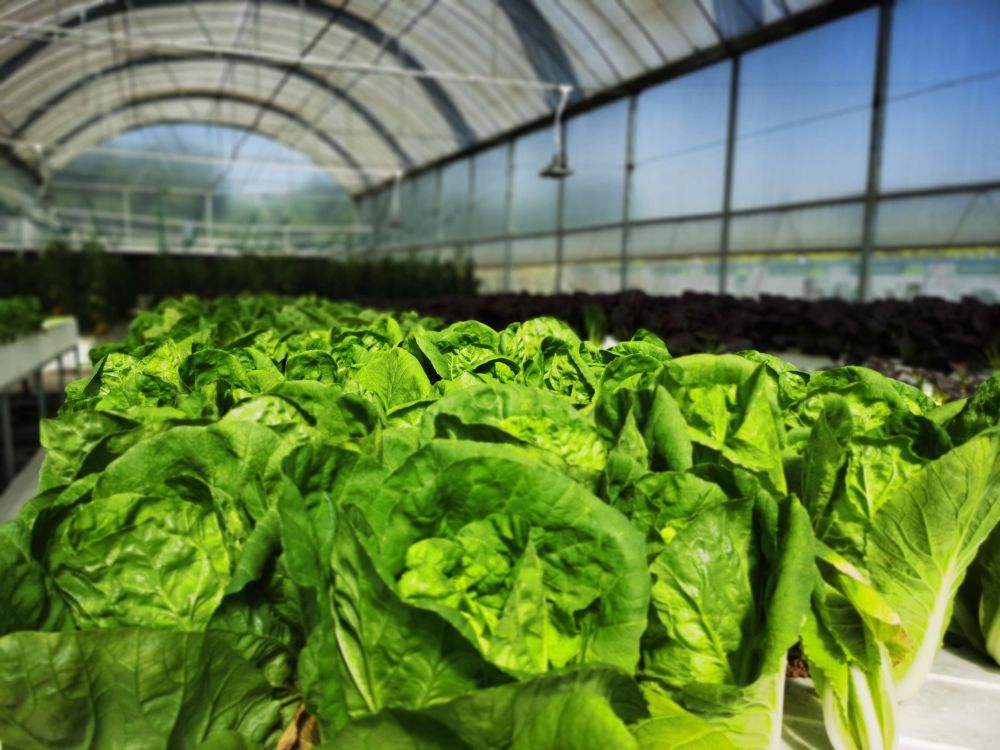 qy千亿体育光电植物灯事业部的产品用于蔬菜种植