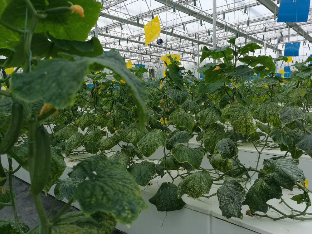 qy千亿体育光电植物生长灯事业部的产品用于植物农场蔬菜种植